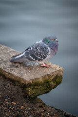 Rock dove or common pigeon or feral pigeon with lake behind. Rock dove or common pigeon (Columba livia) in Kelsey Park, Beckenham, Kent, UK. Copy space above.