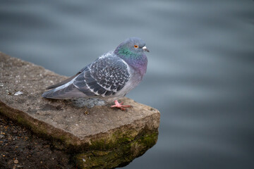 Rock dove or common pigeon or feral pigeon with lake behind. Rock dove or common pigeon (Columba livia) in Kelsey Park, Beckenham, Kent, UK. Copy space to right.