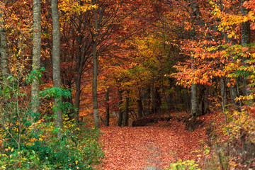 Beautiful autumn forest with yellow-red colors, fallen leaves