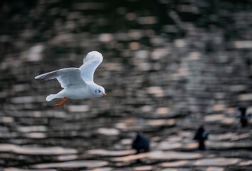 Black-headed gull in winter plumage. Gull in flight over a lake with ducks below. Black-headed gull (Chroicocephalus ridibundus) in Kelsey Park, Beckenham, Greater London, UK.