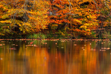Beautiful autumn forest with yellow-red colors next to the lake, reflected in the water