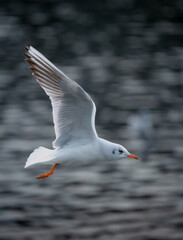 Black-headed gull in winter plumage. Gull in flight over a lake with no other birds in the frame. Black-headed gull (Chroicocephalus ridibundus) in Kelsey Park, Beckenham, Greater London, UK.