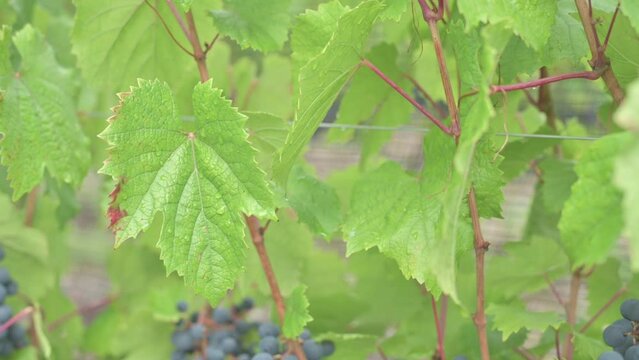 Primer plano de hoja de racimo de uva tinta con gotas de agua