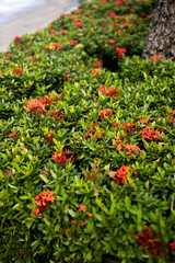 Cluster of Colorful Flowers Sit by a Tree in the Background