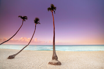 romantische Palmen im Sonnenuntergang