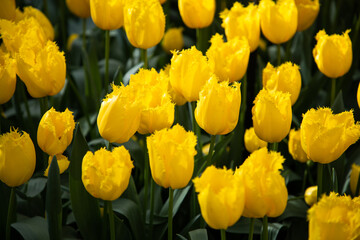 Fototapeta premium Yellow tulips. Yellow and green floral background. Elegant flowers of tulips. Bright flowers pattern, design, texture