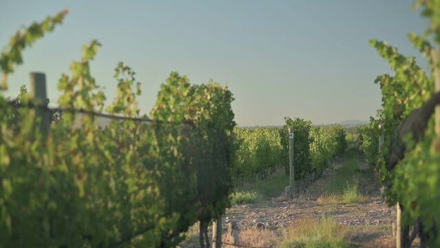 Paneo horizontal desde el interior de una hilera de vi&ntilde;edo