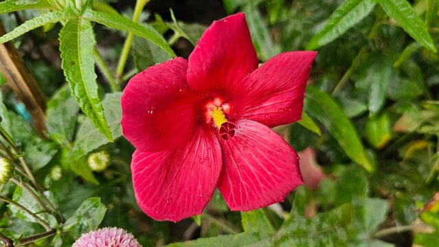 Vibrant Red Ornamental Okra Abelmoschus Moschatus Flower Blooming in Garden.