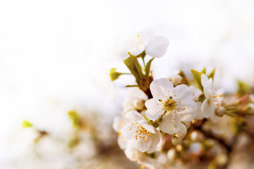 Fototapeta na wymiar Blooming apple orchard. Spring background with white flowering branches, soft selective focus