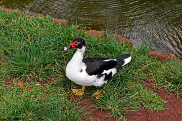 Muscovy duck (Cairina moschata) on grass