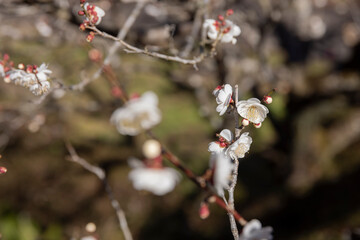 White plum flowers at Atami plum park in Shizuoka daytime close up
