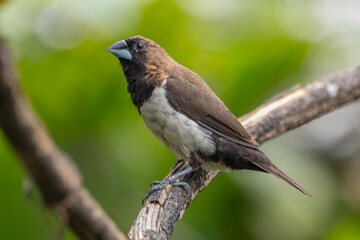 Fototapeta premium The white-headed munia (Lonchura maja) is a species of estrildid finch