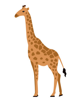 Giraffe, African animal. Isolated vector illustration for your design.