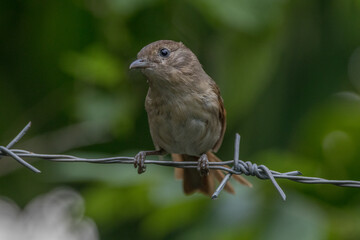 Mees's white-eye (Heleia javanica), also known as the Javan grey-throated white-eye or grey-throated ibon, is a species of bird in the family Zosteropidae