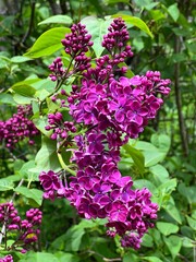 Purple lilac flowers in the spring garden in May. 