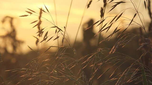 Close-up of oat (Avena sativa) plant in the warm light of sunset