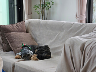 Adorable little black dog sitting on the couch sofa that cover with protection fabric sheet