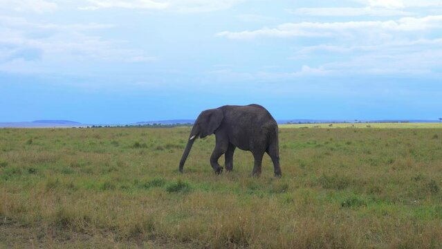 Giantic Male elephant during mating season Wildlife African Savannah