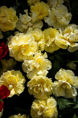 Yellow tulips. Yellow and green floral background. Double flowers. Bright flowers pattern, design, texture