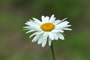Fototapeta premium One White chamomile flower on green background. Wild daisy growing on meadow. Common daisy, Dog daisy. Gardening concept. Summer floral background. Wild chamomile Matricaria recutita flower in bloom