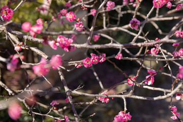 Red plum flowers at Atami plum park in Shizuoka daytime