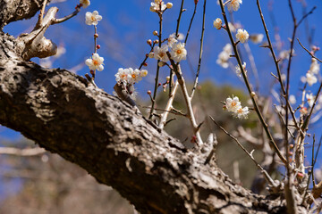 White plum flowers at Atami plum park in Shizuoka daytime