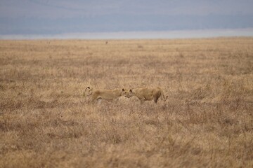 Fototapeta na wymiar african wildlife, lions, grassland