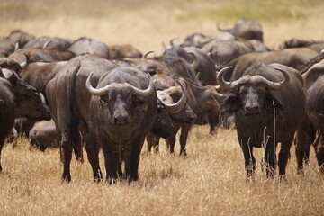 african wildlife, buffaloes, grassland, close