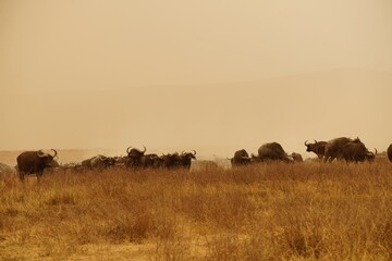 african wildlife, buffaloes, grassland, sandstorm, herd