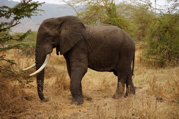 african wildlife - single adult elephant