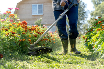 A gardener with a grass trimmer mows the green grass