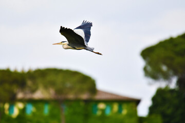 Airone in volo, Toscana