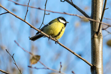 The Great Tit bird sits high on a tree branch against the blue sky.