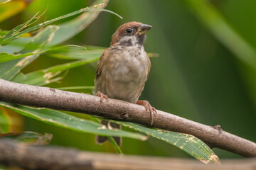 Fototapeta premium The Eurasian tree sparrow (Passer montanus) is a passerine bird in the sparrow family