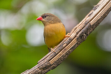 The red avadavat (Amandava amandava), red munia or strawberry finch, is a sparrow-sized bird of the family Estrildidae