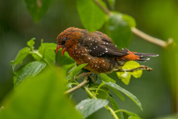 The red avadavat (Amandava amandava), red munia or strawberry finch, is a sparrow-sized bird of the family Estrildidae