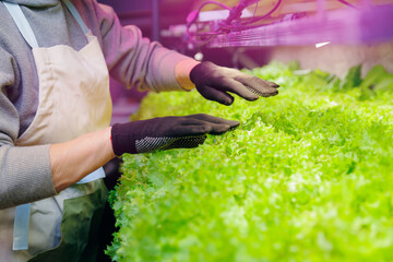 Worker controls quality of fresh organic lettuce leaves. Vertical hydroponic farm greenhouse plants...