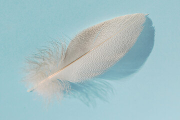 On a blue isolated background there is a light light graceful feather of a bird.