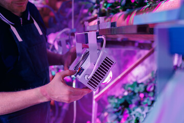 Concept modern industry agriculture. Worker control led violet lights for greenhouse vertical hydroponic lettuce farm
