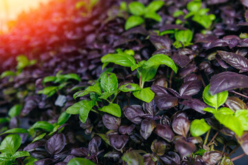 Fresh eco basil are growing in indoor vertical farm with led lights. Sustainable hydroponic agriculture for future food