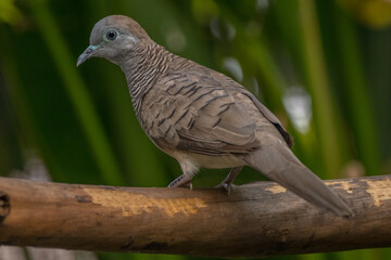 The zebra dove (Geopelia striata), also known as the barred ground dove, or barred dove, is a species of bird of the dove family, Columbidae