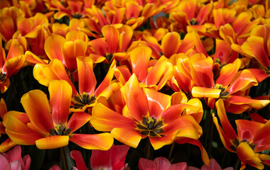 Obraz na płótnie Canvas Yellow and red tulips. Floral background. Bright orange flowers pattern, design, texture 