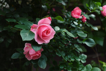 Rose plant variety of 'The Queen Elizabeth' with rounded, pink blooms growing in a garden. Queen...