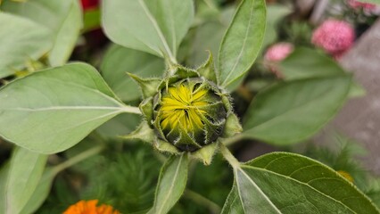 Top and close view of a sunflower bud in a garden.