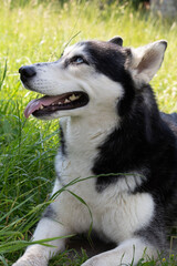 photo Siberian Husky in a grassy setting, a playful friend looking with an adorable expression. The portrait captures the dog's tongue out and expressive nose