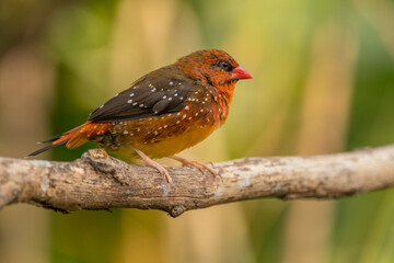 The red avadavat (Amandava amandava), red munia or strawberry finch, is a sparrow-sized bird of the family Estrildidae