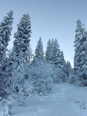 snow covered trees