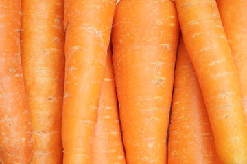 Macro food vegetable carrot. texture background of fresh large orange carrots.