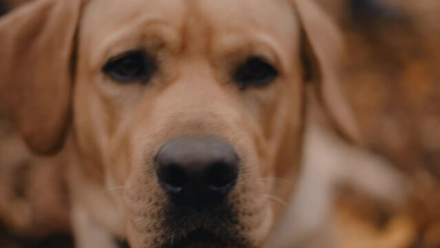 cute labrador dog portrait in autumn forest	