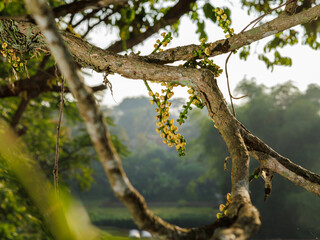 The small pistils of duku fruit are still attached to the branches of the tree.